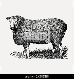 Bauernhof Schafe handgezeichnete Cliparts, Tier Illustration Vektor. Stock Vektor