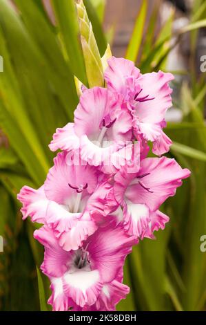 Nahaufnahme großer, hellrosa bis tiefrosa Rüschenblumen von Gladiolus / Gladioli Cantata, eine im Sommer blühende korme, mehrjährige, halbharte Blüte Stockfoto