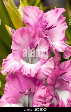 Nahaufnahme großer, hellrosa bis tiefrosa Rüschenblumen von Gladiolus / Gladioli Cantata, eine im Sommer blühende korme, mehrjährige, halbharte Blüte Stockfoto