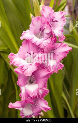 Nahaufnahme großer, hellrosa bis tiefrosa Rüschenblumen von Gladiolus / Gladioli Cantata, eine im Sommer blühende korme, mehrjährige, halbharte Blüte Stockfoto