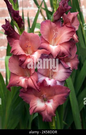 Nahaufnahme großer weicher brauner Blumen von Gladiolus / Gladioli Indianer Sommer ein Sommer blühender kormer, harter, harter, harter, harter, harter, harter, harter, harter, harter, harter, harter, harter Stockfoto