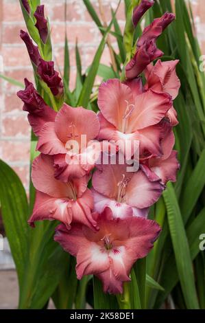 Nahaufnahme großer weicher brauner Blumen von Gladiolus / Gladioli Indianer Sommer ein Sommer blühender kormer, harter, harter, harter, harter, harter, harter, harter, harter, harter, harter, harter, harter Stockfoto