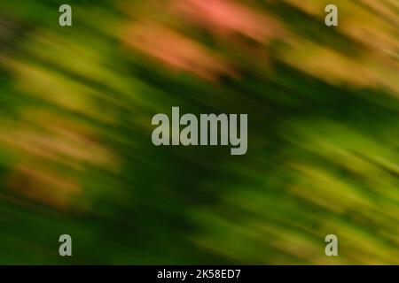 Bewegungsunscharfes, abstraktes Bild von Herbstlaub auf Bäumen, das überwiegend grün mit orangefarbenen und roten Akzenten zeigt. Stockfoto