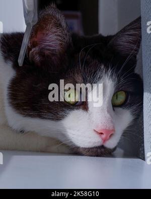 Nahaufnahme des Gesichts einer Katze, eine schwarz-weiße Katze mit schönen grünen Augen in frontaler Pose sieht mit Interesse zu. Nahaufnahme des Domkopfes Stockfoto