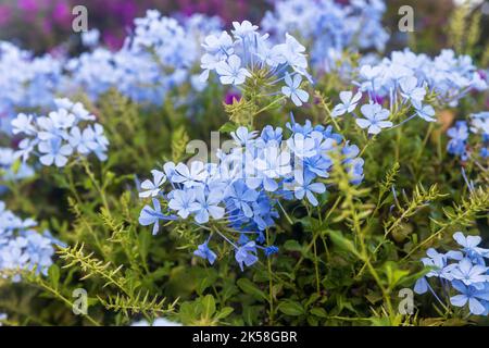 Plumbago auriculata Lam. , Weithin bekannt als Plumbago capensis. Blühender Strauch. Stockfoto