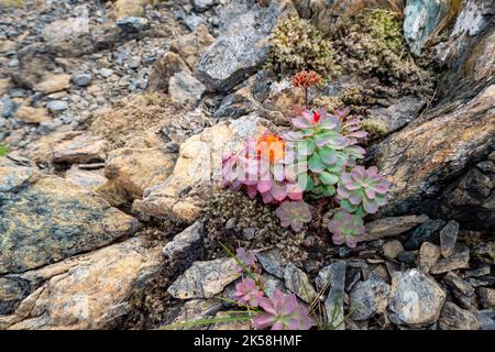 Sukulente wächst auf den Felsen der Insel Leka in Norwegen Stockfoto