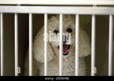 Nahaufnahme des weißen Pekingese Welpen sitzt im Käfig in der Tierklinik Tierklinik, wartet auf Erholung von der Behandlung und finden Sie eine gute Stockfoto