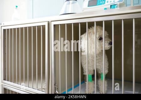 Nahaufnahme des weißen Pekingese Welpen sitzt im Käfig in der Tierklinik Tierklinik, wartet auf Erholung von der Behandlung und finden Sie eine gute Stockfoto