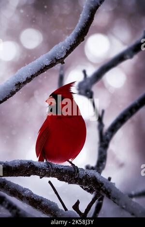 Roter Kardinal Stockfoto