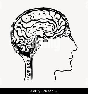 Gehirndiagramm Zeichnung, vintage menschliche Anatomie Illustration Vektor. Stock Vektor