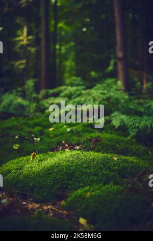 Moosiger Waldboden. Hochwertige Fotos Stockfoto