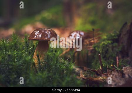 Kastanienpilz auf moosem Waldboden. Hochwertige Fotos Stockfoto