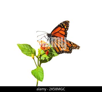 Monarch Schmetterling Nahaufnahme auf orange Blume mit grünen Blättern weißen Hintergrund Stockfoto