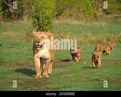 Mutter Löwin mit 3 drei verletzlichen kleinen Löwenjungen (Panthera leo), die gemeinsam durch das Grasland des Masai Mara Conservancy, Kenia, Afrika, wandern Stockfoto