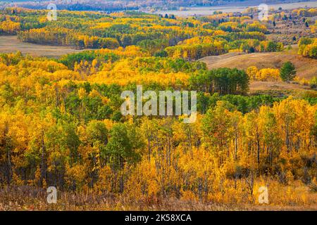 Atemberaubende Herbstfarben der Prärie- und Waldlandschaft in Alberta in der Nähe von Calgary und Banff in den kanadischen Rockies. Stockfoto