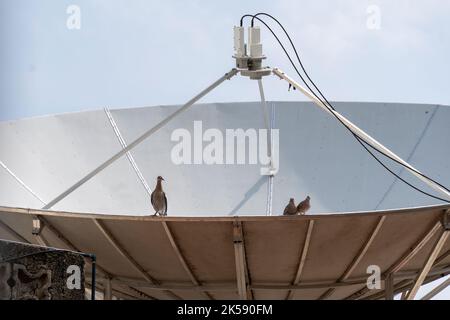 Taube auf Fernsehantenne. Parabolantenne Tauben Stockfoto