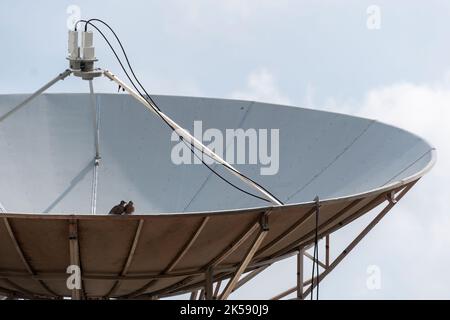 Taube auf Fernsehantenne. Parabolantenne Tauben Stockfoto