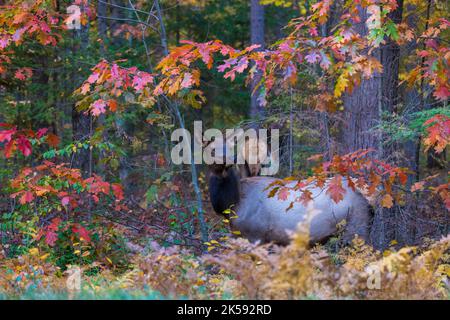 Kuhelch im Chequamegon-Nicolet National Forest in Clam Lake, Wisconsin. Stockfoto