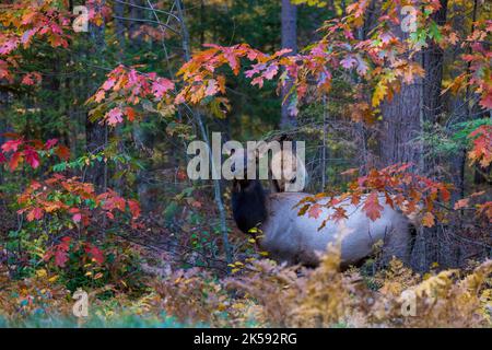 Kuhelch im Chequamegon-Nicolet National Forest in Clam Lake, Wisconsin. Stockfoto