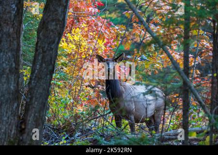 Kuhelch im Chequamegon-Nicolet National Forest in Clam Lake, Wisconsin. Stockfoto