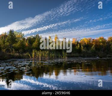 Wolken spiegeln sich im Wasser entlang der hohen Gräser und Seerosen entlang der Küste. Stockfoto