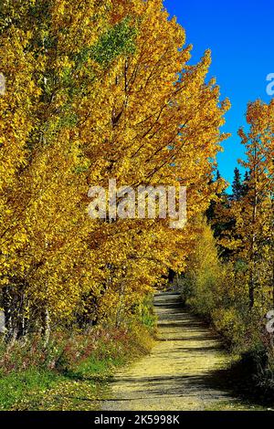 Ein Wanderweg unter dem Herbstlaub am Maxwell Lake in Hinton Alberta, Kanada. Stockfoto