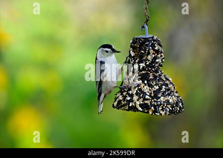 Ein weißreihiger Nuthatch-Vogel 'Sitta carolinensis', der sich auf einem hängenden Suet-Futterhäuschen im ländlichen Alberta, Kanada, ernährt. Stockfoto