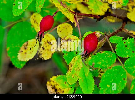 Wilde Hagebutten, 'Rosa rugosa', wachsen im Herbst auf einem Rosenstrauch, nachdem die Rosenblüte verschwunden ist Stockfoto