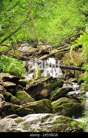 Fällte Bäume auf einem felsigen Bett eines stürmischen Stromes, der aus den Bergen durch den Morgenwald fließt. Tevenek (Dritter Fluss), Altai, Sibirien Stockfoto