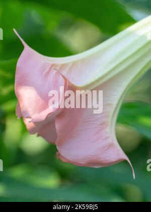 Eine rosa blühende Sorte von Brugmansia in einem botanischen Garten. Stockfoto
