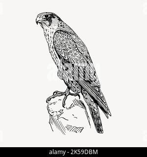 Peregrine Falcon Cliparts, Vintage Tier Illustration Vektor. Stock Vektor