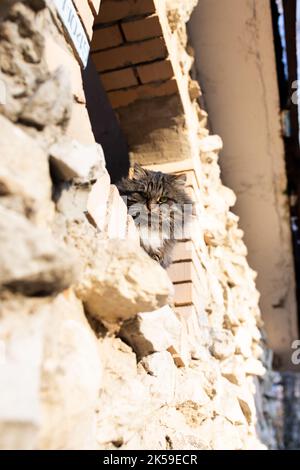 Eine wilde Katze blickt aus dem Fenster, das sich zu einem alten Gebäude auf der Straße öffnet. Vertikales Foto. Stockfoto