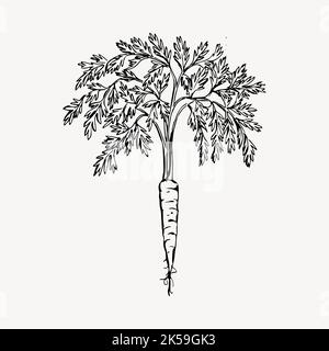 Karotte Illustration Clipart Vektor. Stock Vektor