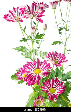 Leuchtend rosa und weiße Chrysantheme Blumen, buntes Strauß von bunten Mütter oder chrysanths Blumen isoliert auf weißem Hintergrund Stockfoto