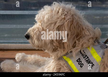 Der „Assistance Dog“ ist ein Hund, der ausgebildet ist, um einer Person mit einer Behinderung zu helfen oder zu helfen Stockfoto