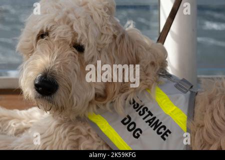 Der „Assistance Dog“ ist ein Hund, der ausgebildet ist, um einer Person mit einer Behinderung zu helfen oder zu helfen Stockfoto