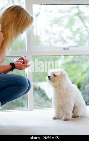 Ihm gute Gewohnheiten beibringen. Eine Frau, die ihrem maltesischen Pudel beibringt, sich gut zu verhalten. Stockfoto