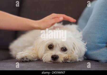 Sie haben auch Gefühle... traurig aussehender kleiner flauschiger Pudel mit einer Hand, die dabei ist, ihn zu trösten. Stockfoto