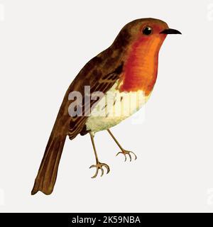 Europäischer Rotkehlchen-Vogel Cliparts, handgezeichneter Vektor im Vintage-Stil. Stock Vektor