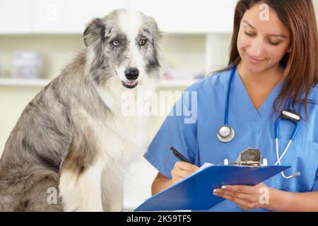 Blick über seine Krankenakte. Eine junge Tierärztin untersucht einen Hund in ihrem Büro. Stockfoto