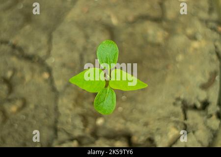 Clitoria ternatea, allgemein bekannt als asiatische Taubenflügel, Blaubauch-, Blauerbsengewächse, Schmetterlingserbsenarten, Cordofan-Erbsenarten oder Darwin-Erbsenarten, gehört zu den Pflanzenarten Stockfoto