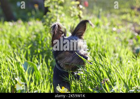 Charmanter Hund auf dem Hof. Porträt eines netten Hundes Stockfoto