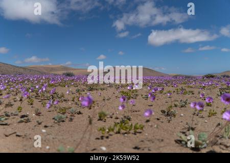 Copiapo, Atacama, Chile. 5. Oktober 2022. Die Atacama-Wüste, die trockenste der Welt, teilweise mit Blumen bedeckt in der sogenannten Blühenden Wüste oder ''Desierto Florido''. Dieses Phänomen tritt mit Intensität alle 5-7 Jahre auf und ist auf über normale Niederschläge in den Vormonaten des Jahres zurückzuführen. (Bild: © Matias Basualdo/ZUMA Press Wire) Stockfoto