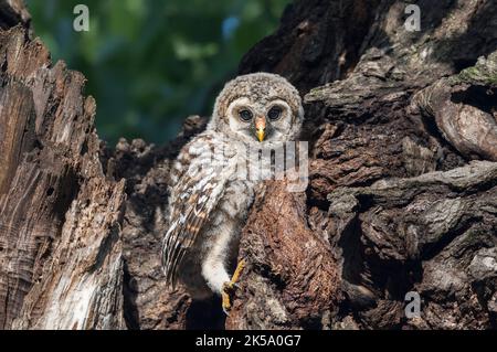 Baby Barred Owl - Minuten nach dem Ausflügge Stockfoto