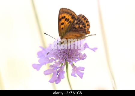 Seltene Kupfer weibliche Schmetterling sitzt auf einem Blume weißen Hintergrund Stockfoto