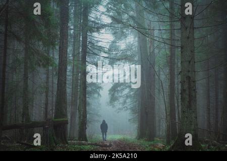 Rücken eines unbekannten Mannes, der weit in den grünen Kiefernwald im Nebel ging. Neblige Natur Stockfoto