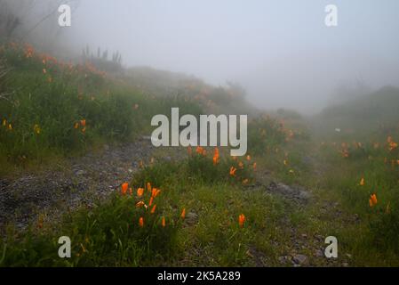 Orangefarbene Blüten von kalifornischem Mohn auf einem felsigen Weg im Nebel Stockfoto