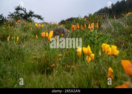 Verschwommene kalifornische Mohnblumen im Vordergrund und im Hintergrund im Fokus Stockfoto