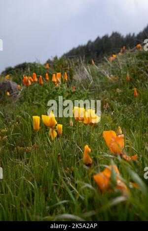 Verschwommene kalifornische Mohnblumen im Vordergrund und im Hintergrund im Fokus Stockfoto