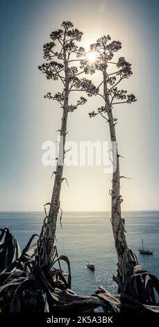 Hohe vertikale Aufnahme von zwei vertikalen Agave Salmiana-Stielchen mit Blumenmuster und kreativem Schnitt. Stockfoto